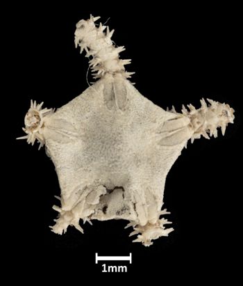 Media type: image; Invertebrate Zoology OPH-1304   Aspect: dorsal